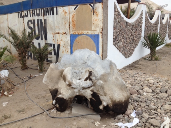 Discarded whale bone in Camana